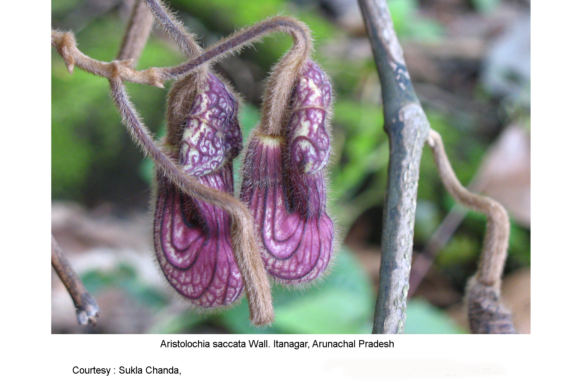 Aristolochia saccata Wall.